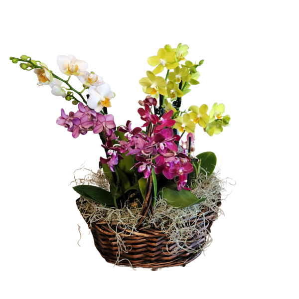 Local Orchid Basket