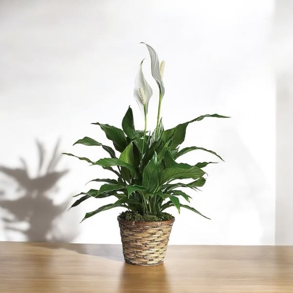 Potted peace lily plant with two white blooms in a woven basket on a table