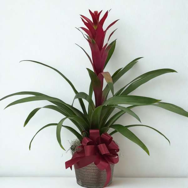 Potted plant with long green leaves and a red central bloom, tied with a ribbon