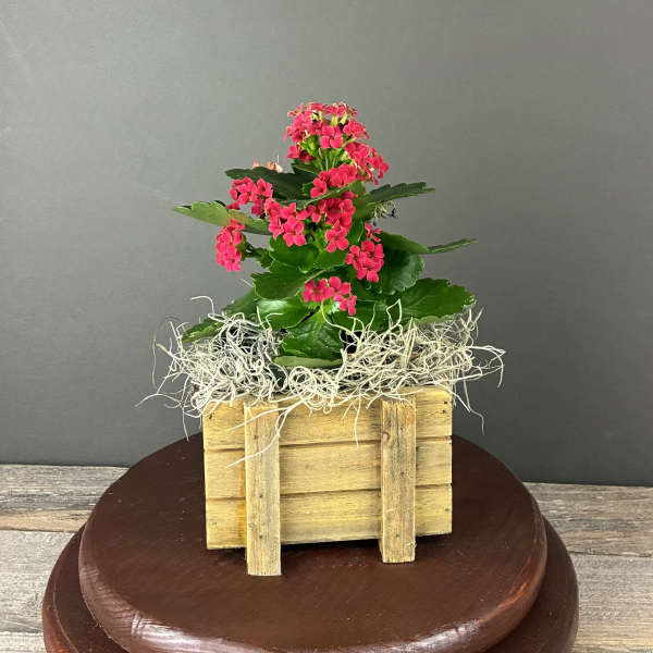 Small pink flowering plant in a rustic wooden crate with moss