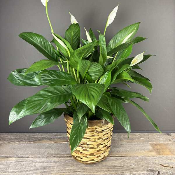 Peace Lily Plant- 6in
