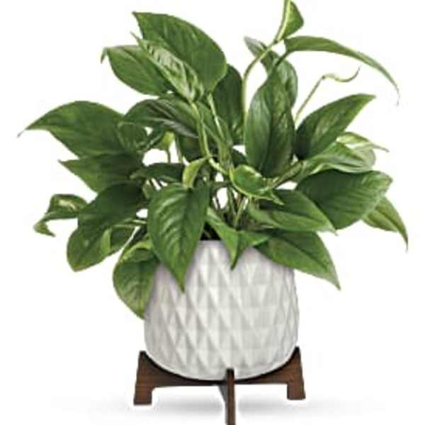 Green houseplant in a white textured ceramic pot on a small wooden stand
