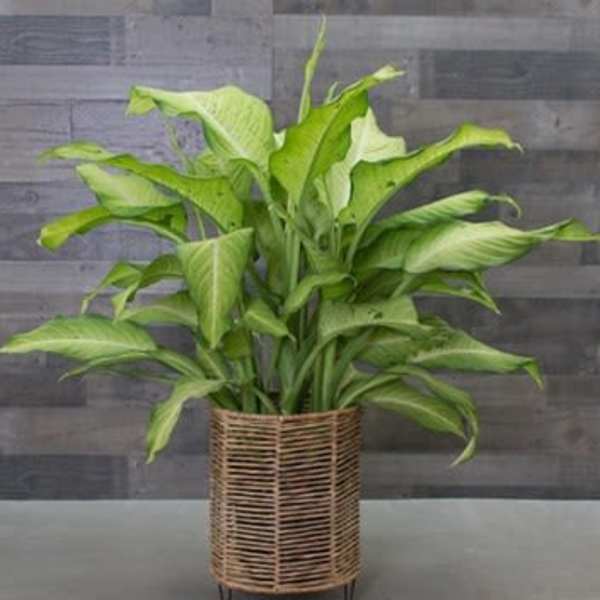 Star Bright Dieffenbachia