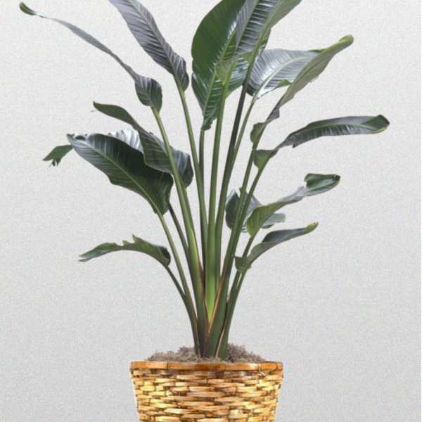 Tall green floor plant with broad leaves in a woven basket pot
