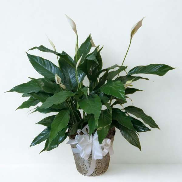 Potted peace lily with white blooms and a white ribbon bow