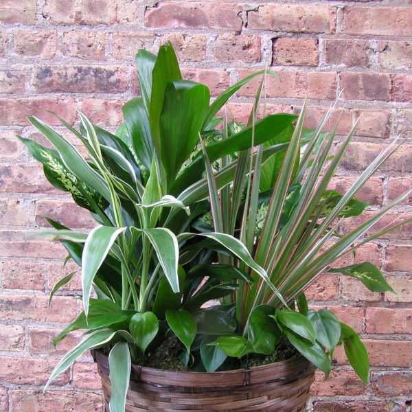 Mixed green houseplants in a woven basket planter
