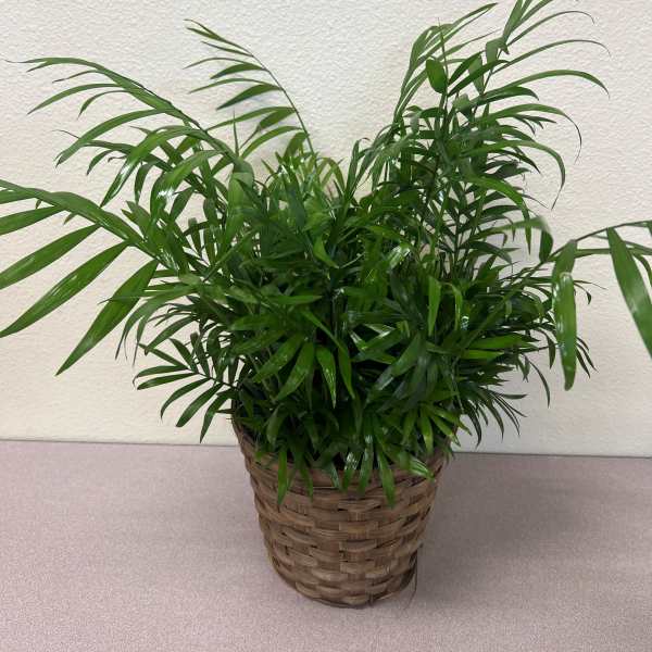 Potted green palm plant in a woven basket