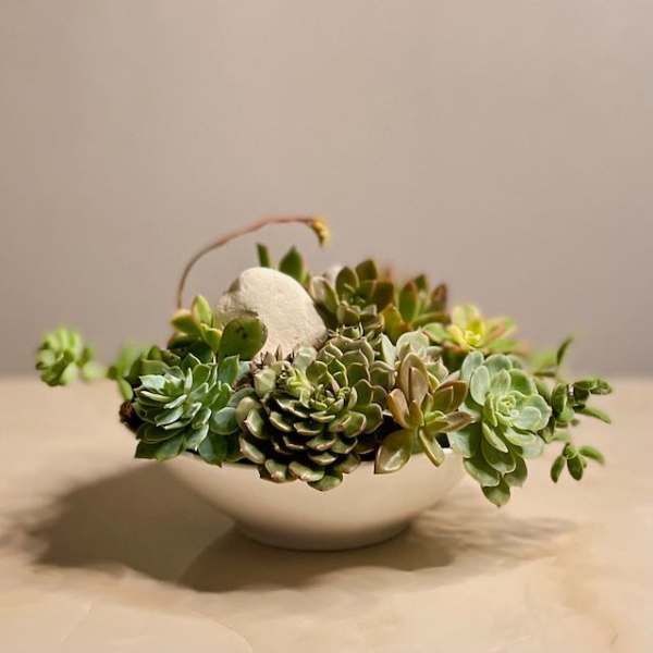 Succulent arrangement in a white bowl with a handle