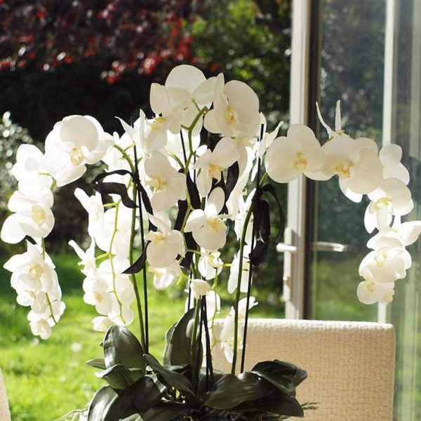 White orchid arrangement in a white ceramic pot