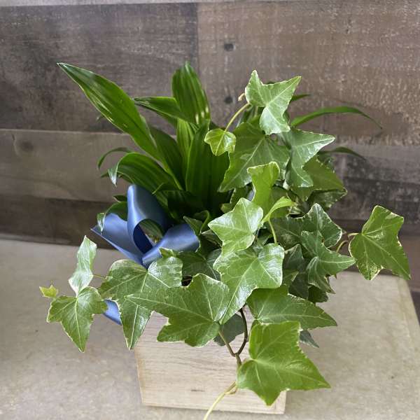 Potted ivy and broad green foliage in a wooden container with a blue ribbon