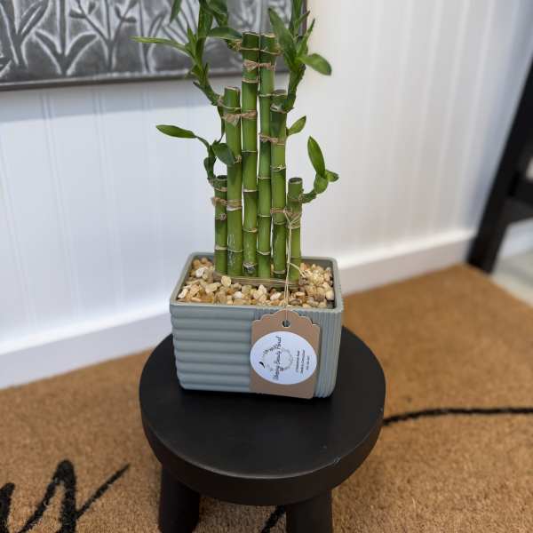 Lucky bamboo plant in a gray rectangular pot with pebbles, set on a small black stool indoors.