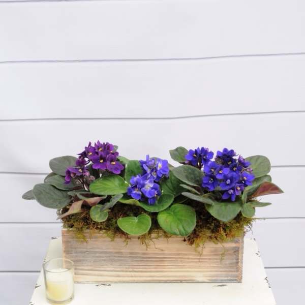 Purple and blue flowering plants arranged in a rustic wooden box planter