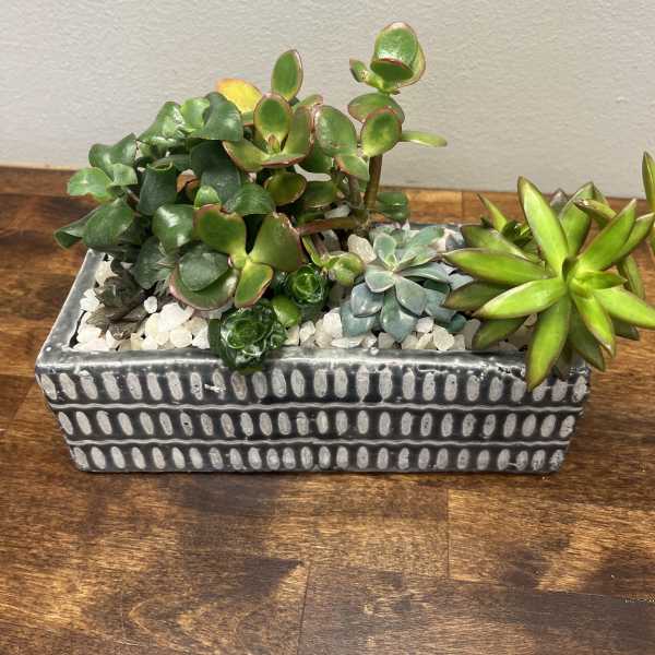 Succulent arrangement in a rectangular ceramic planter