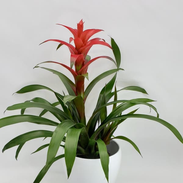 Potted bromeliad with red blooms in a white planter
