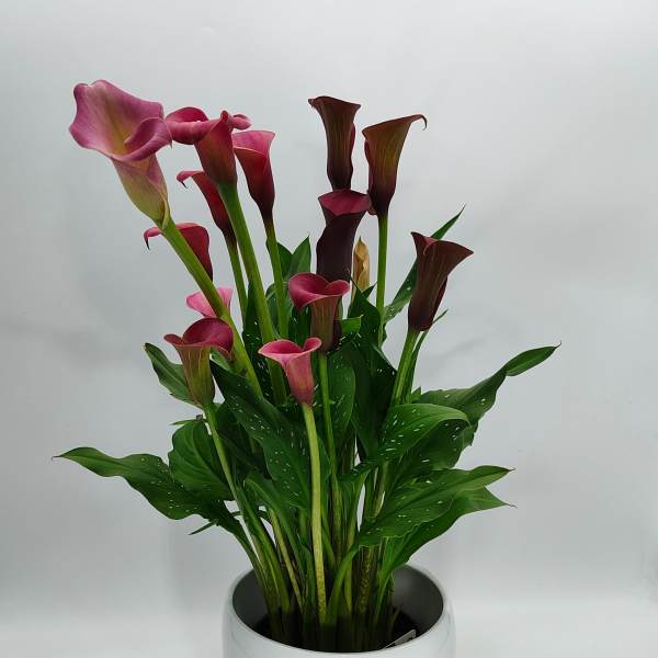 Pink and burgundy calla lilies in a white pot