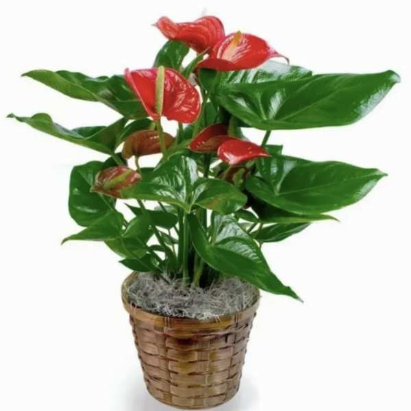 Anthurium Love Blooms