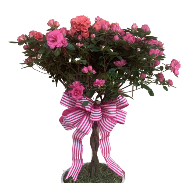 Pink flowering topiary plant in a white pot with a pink and white striped bow on the trunk