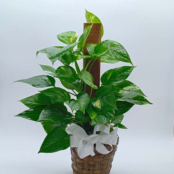 Pothos Pole