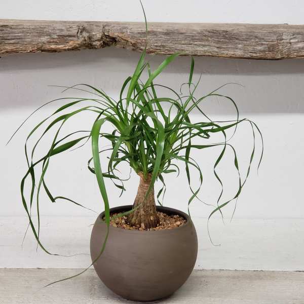 Ponytail Palm