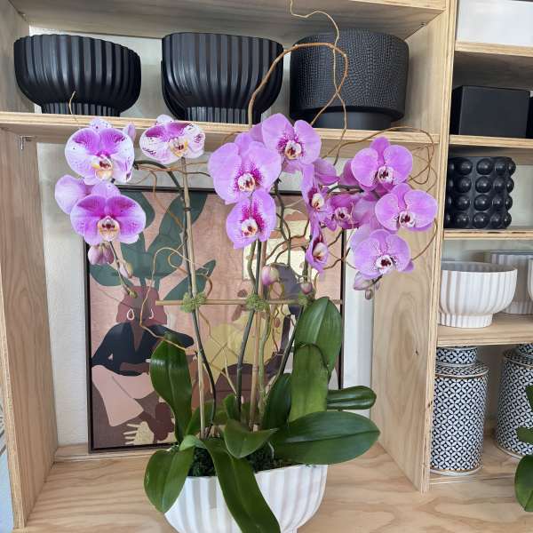 Pink orchid plant in a white ribbed pot