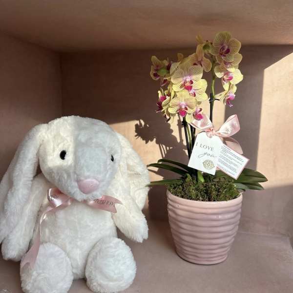 White plush bunny beside a pink potted orchid with a ribbon tag