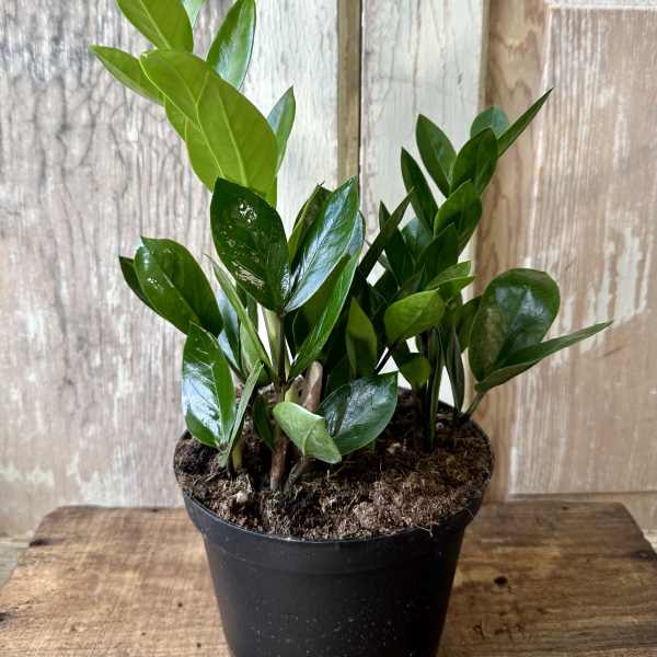 Potted green houseplant with glossy upright leaves in a black nursery pot