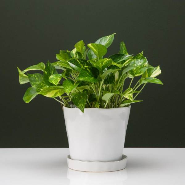 Modern Pothos Plant