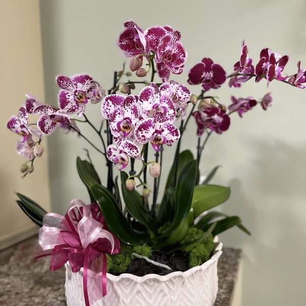 Potted orchid arrangement with pink-speckled blooms in a white ceramic planter