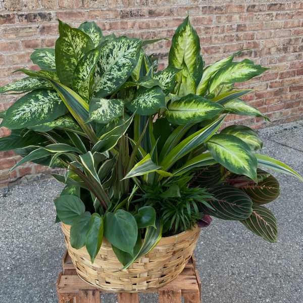 Basket of assorted green houseplants in a woven planter