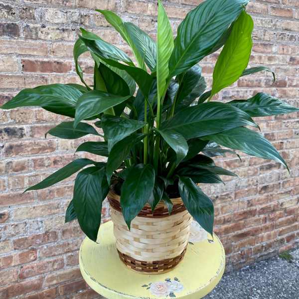 Peace Lily (Spathiphyllum) MEDIUM
