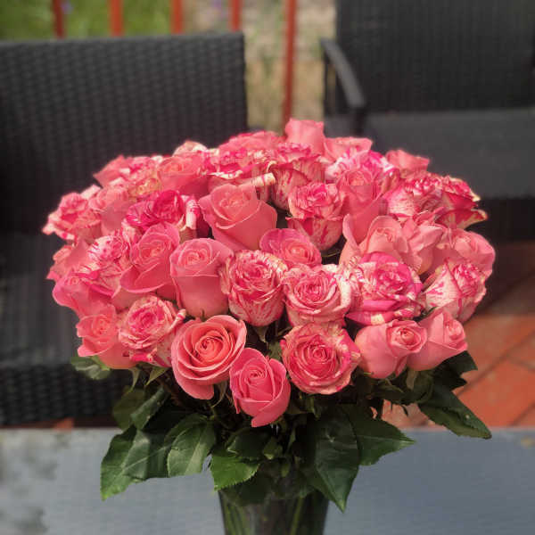 Four Dozen Pink Roses in a vase