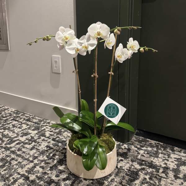White orchids in a low wooden planter with glossy green leaves