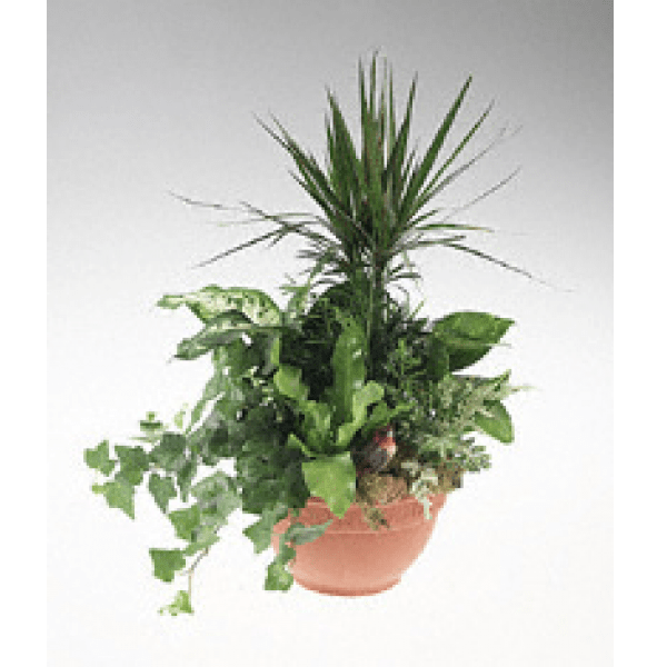 Potted arrangement of assorted green houseplants in a terracotta pot