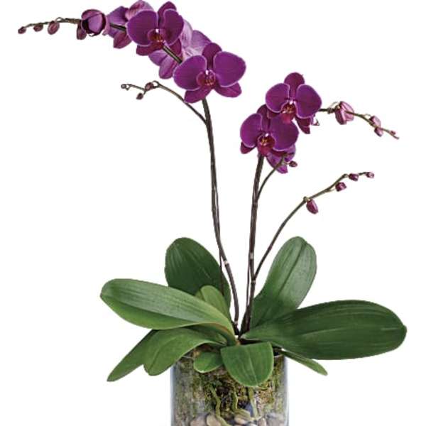 Purple orchid plant in a glass vase with pebbles