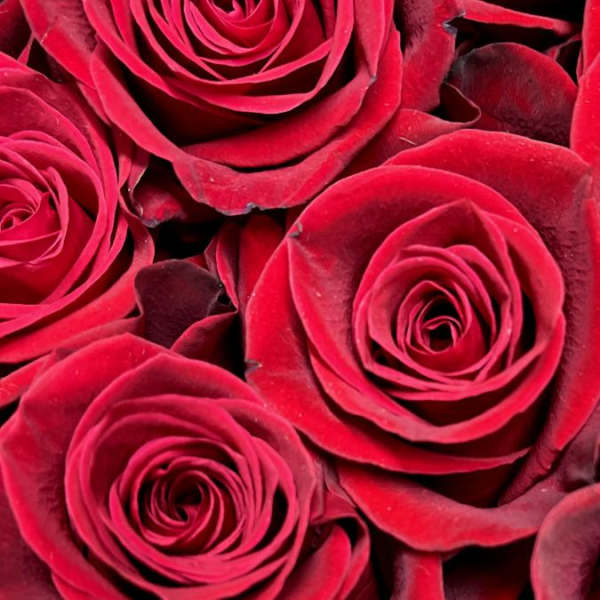 Close-up of tightly packed red roses