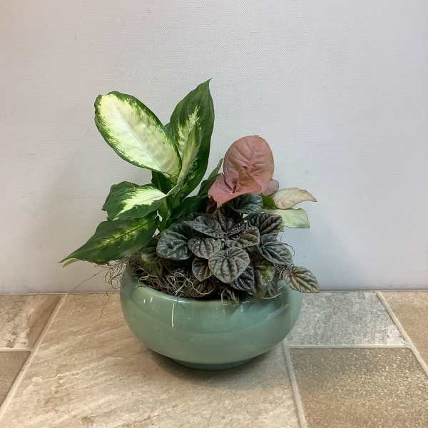 Plant trio in ceramic dish