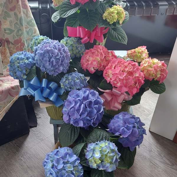 6" Potted Hydrangea