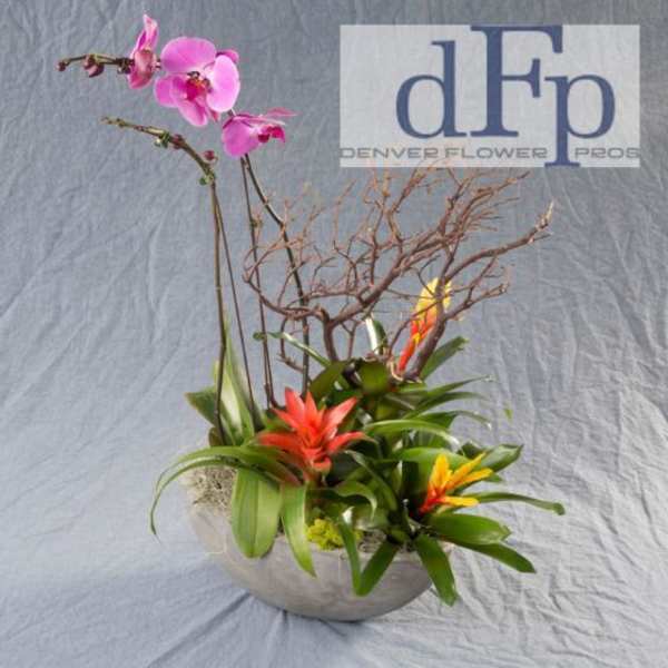 Phalaenopsis Orchid and Bromeliad planter