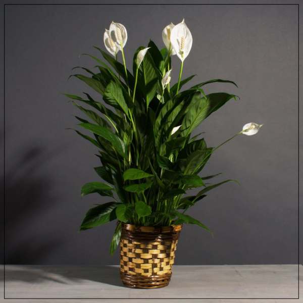 White peace lilies in a woven basket planter