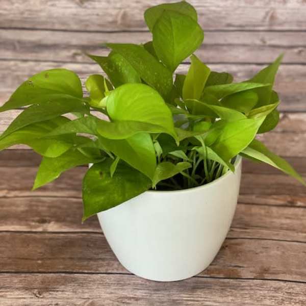 Neon Pothos