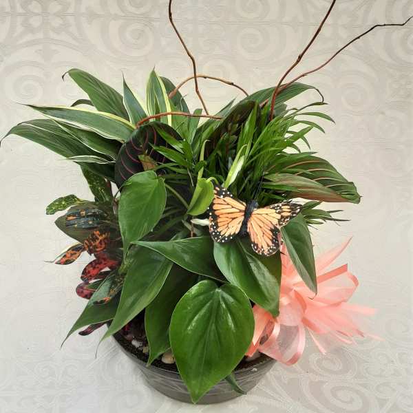 Tropical potted plant arrangement with a pink ribbon and butterfly decorations