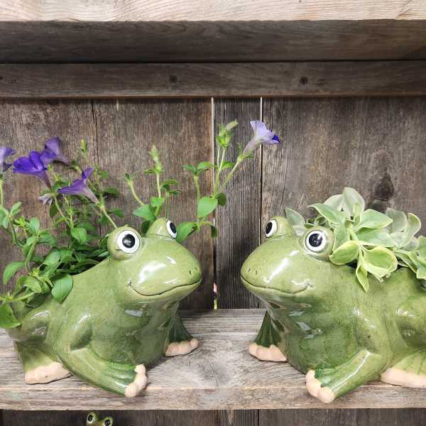 Two ceramic frog planters with purple flowers and trailing succulents