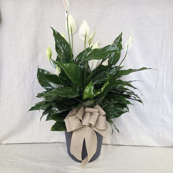 Potted peace lily plant with white blooms and a large beige bow on a dark ribbed container.