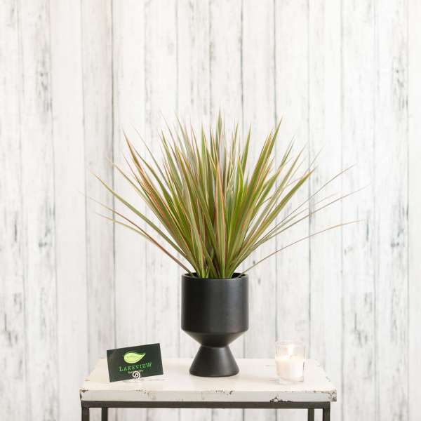 Spiky green houseplant with reddish tips in a black pedestal pot on a small table.