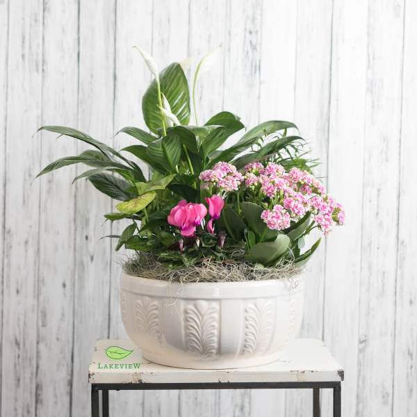 Potted arrangement with pink flowers and broad green leaves in a white planter