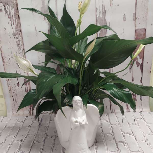 Potted peace lily with white blooms in a white angel planter
