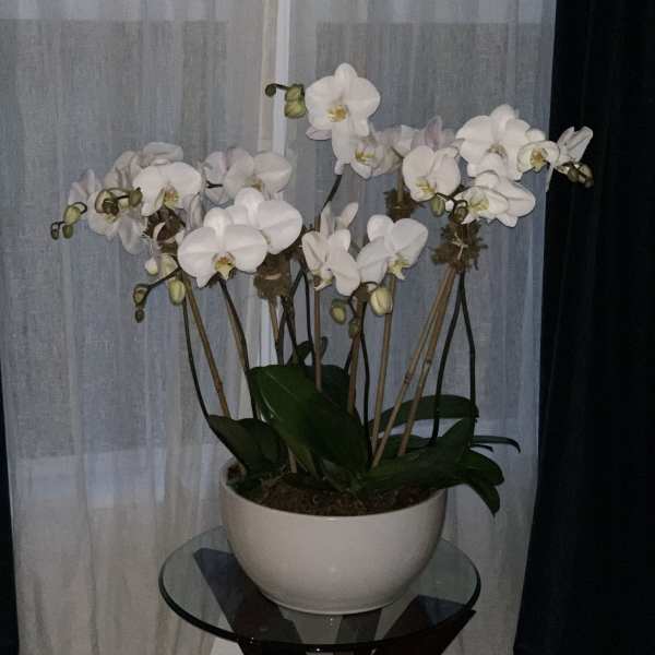 White orchid plant in a white bowl planter on a glass table