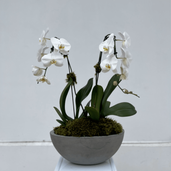 Double White Phalaenopsis Orchid