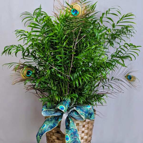 Tall green potted plant in a woven basket with peacock feathers and a teal patterned bow.