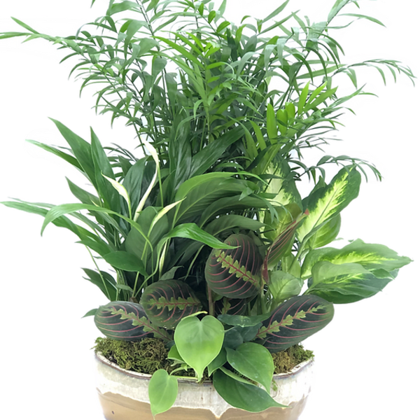 Mixed green potted plants arranged in a low ceramic bowl